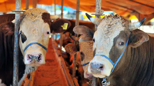 Kurbanlık Alacaklara Kritik Uyarı: Sahte İlanlara Dikkat