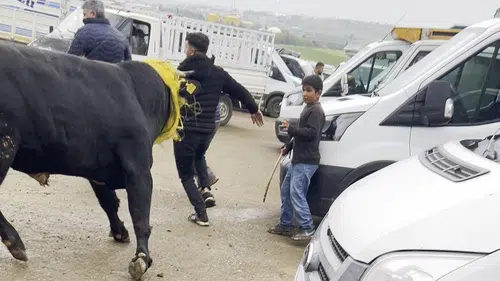 Diyarbakır’da Kurbanlık Boğa Ortalığı Karıştırdı! Vatandaşlar Kaçıştı