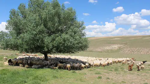 Köylerde Yeni Dönem Başladı! Çoban Krizine Farklı Çözüm