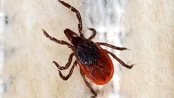 Sivas’ta Kene Şüphesi: 21 Yaşındaki Genç Hayatını Kaybetti