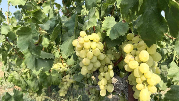 Tarsus’ta Üzüm Fiyatları Çakıldı: Bağda 10 Lira, Markette 100 Liraya Kadar Çıkıyor