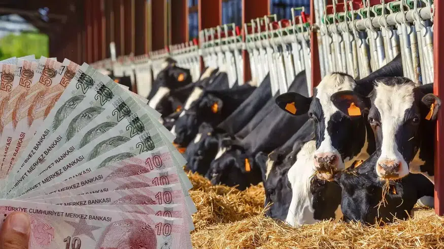 TÜİK 2025 Verileri Açıklandı: Türkiye’de En Çok Büyükbaş Hayvan Konya’da