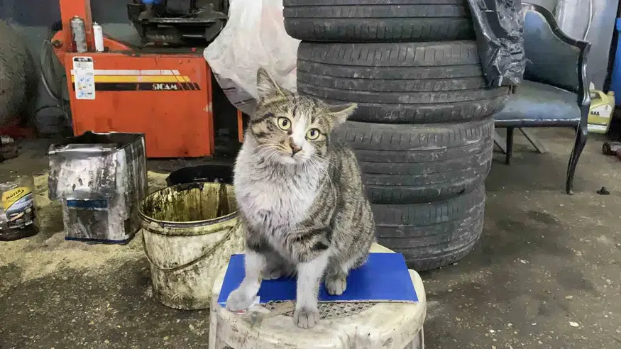 Oto Tamircisinin En Sadık Çırağı “Şıkkıdı”