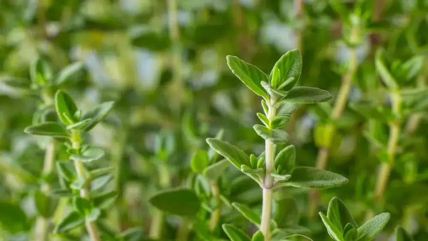 Vücudu Hastalıklardan Koruyan Doğal Şifa:Kekiğin Sırları Ortaya Çıktı