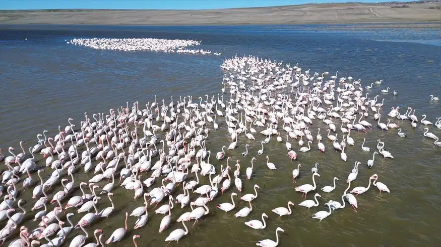 Yozgat Gelingüllü Barajı’nda Flamingolar İçin 24 Saat Jandarma Gözetimi Başladı