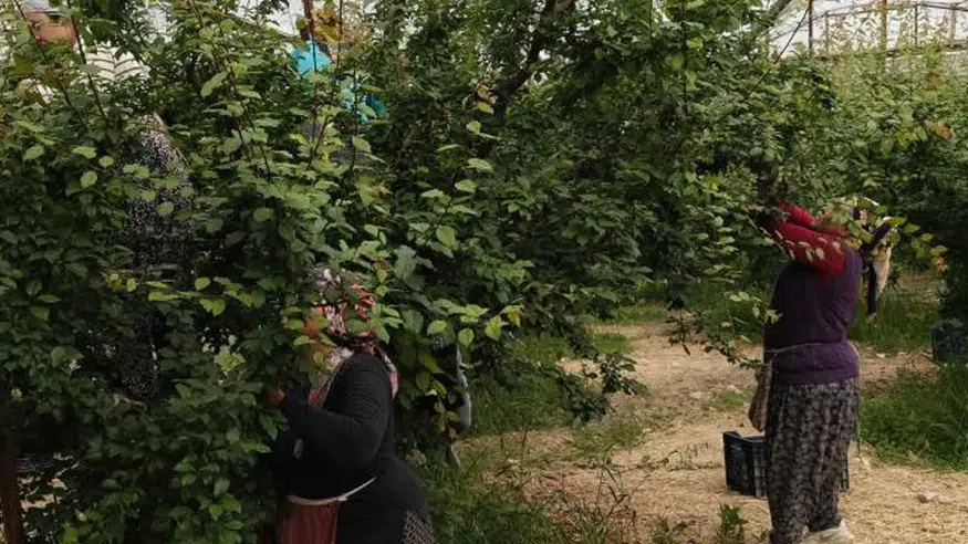 Silifke’de Erik Bolluğu: Fiyatlar Çakıldı, Hasat Hızlandı