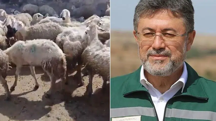 Kars Ani Köyü Meralarında Neler Oluyor? Hayvanların Yün Yediği İddiası ve Bakanlık Açıklaması