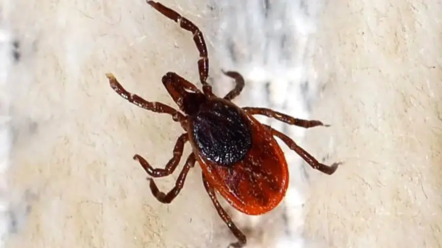 Sivas’ta Kene Şüphesi: 21 Yaşındaki Genç Hayatını Kaybetti