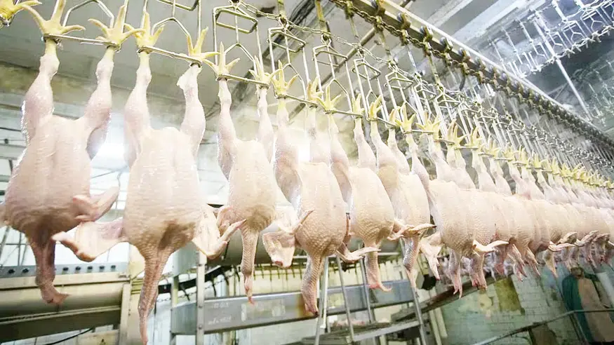 Horozu Saldık Tavuğu Olan Düşünsün